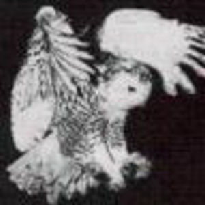 Meet your Posher, Timmi